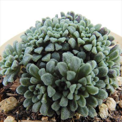 多肉植物        モナンテス  アミドロス 多肉植物 モナンテス アミドロス 6cmポット 観葉植物 インテリア ejr