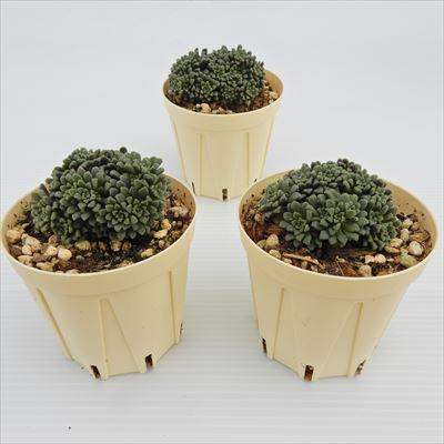 多肉植物 モナンテス アミドロス 6cmポット 観葉植物 インテリア ejr