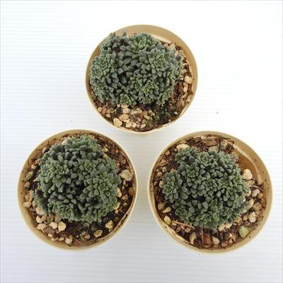 多肉植物 モナンテス アミドロス 6cmポット 観葉植物 インテリア ejr