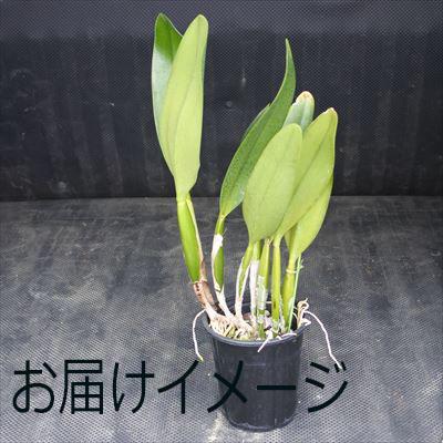 洋ラン 開花見込株 カトレア ドラムビート ’ヘリテージ’ C.Drumbeat ’Heritage’ 5号鉢