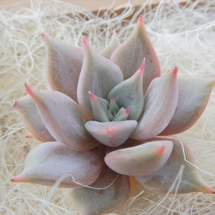 多肉植物 エケベリア ビューティーリリー リラシナ レッドエボニー 韓国苗 抜き苗 カット苗 エアーマジック 約4cm 観葉植物 インテリア L レイテストプランツ 通販 Yahoo ショッピング