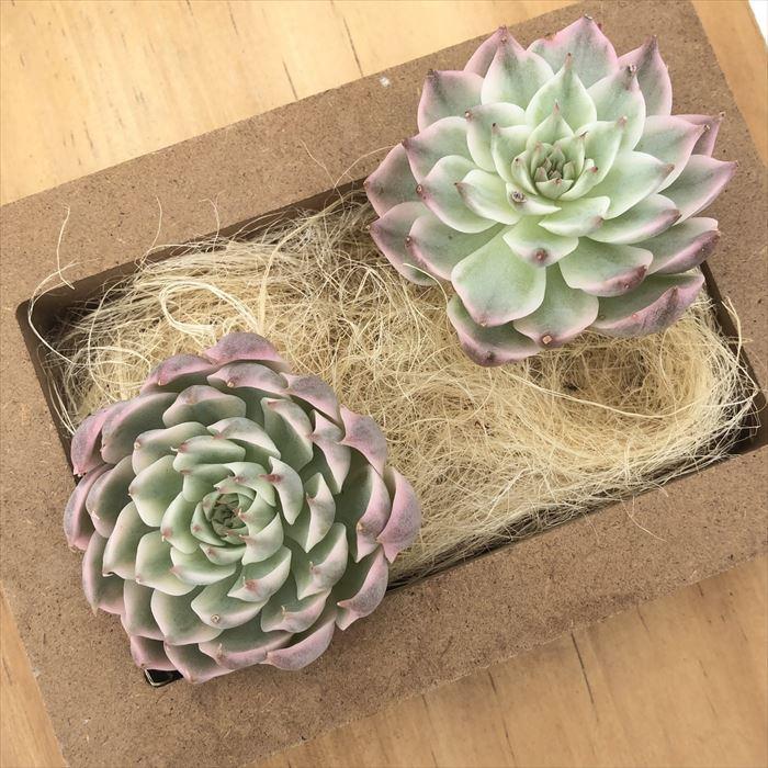多肉植物エケベリアマーガレット韓国苗