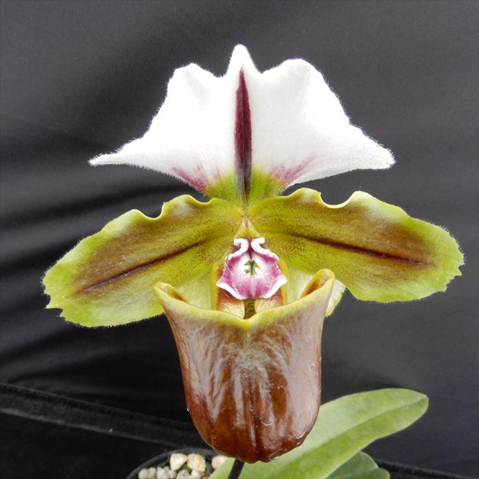洋ラン 開花見込株 パフィオペディラム スピセリアナム 原種 Paph Supicerianum 7 5cmポット 洋ラン 洋蘭 インテリア Mat L レイテストプランツ 通販 Yahoo ショッピング