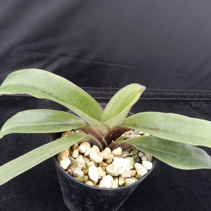 洋ラン【開花見込株】パフィオペディラム スピセリアナム 原種 Paph