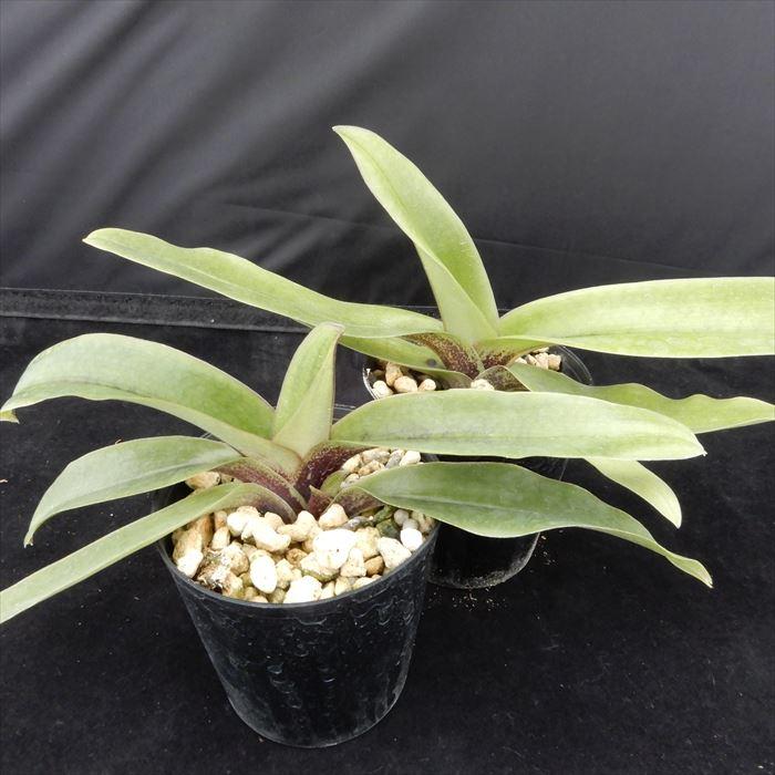 洋ラン【開花見込株】パフィオペディラム スピセリアナム 原種 Paph