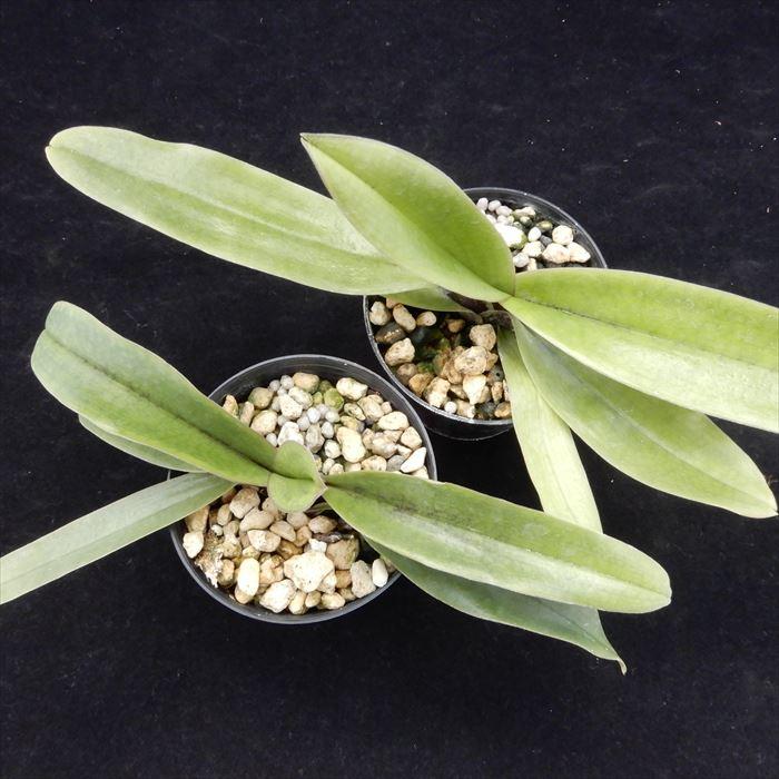 洋ラン【開花見込株】パフィオペディラム スピセリアナム 原種 Paph