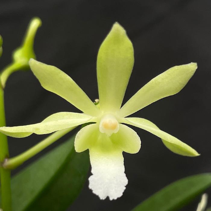 洋ラン 開花見込株 バンダ グリーンライト V Green Light 6cmポット 洋ラン 洋蘭 インテリア Mat L レイテストプランツ 通販 Yahoo ショッピング