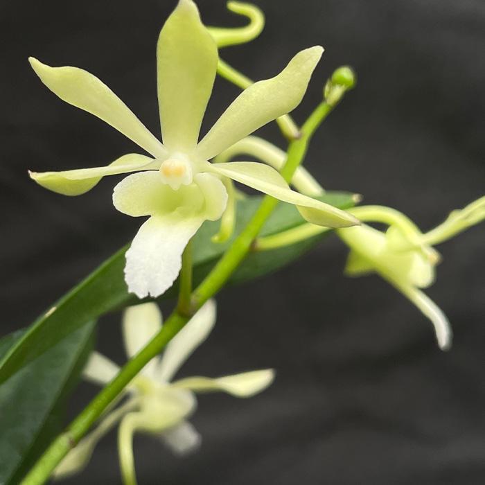 洋ラン【開花見込株】バンダ グリーンライト V.Green Light 6cmポット