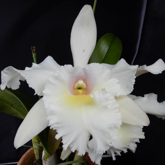 洋ラン【開花見込株】カトレア バーモンツ グリーン マウンテンズ トウメイ Rlc.Vermonts Green Mountains ’Tomei’ 6号鉢 洋ラン 洋蘭 インテリア hni