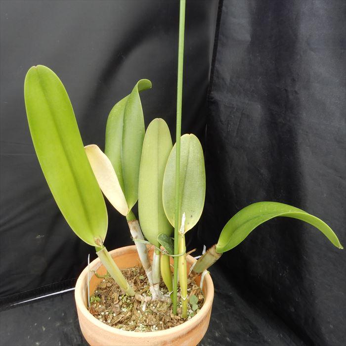 洋ラン【開花見込株】カトレア バーモンツ グリーン マウンテンズ トウメイ Rlc.Vermonts Green Mountains ’Tomei’ 6号鉢 洋ラン 洋蘭 インテリア hni