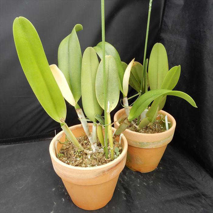 洋ラン【開花見込株】カトレア バーモンツ グリーン マウンテンズ トウメイ Rlc.Vermonts Green Mountains ’Tomei’ 6号鉢 洋ラン 洋蘭 インテリア hni