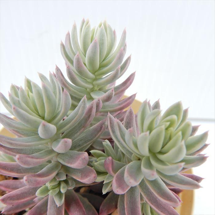 多肉植物 セダム カメレオン錦 6cmポット 観葉植物 インテリア 多肉植物 セダム カメレオン錦 6cmポット 観葉植物 インテリア