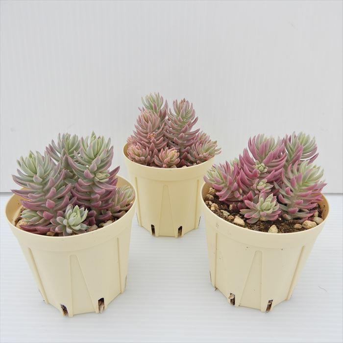 多肉植物 セダム カメレオン錦 6cmポット 観葉植物 インテリア 多肉植物 セダム カメレオン錦 6cmポット 観葉植物 インテリア