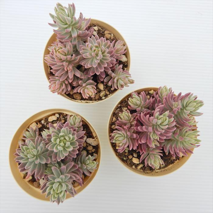 多肉植物 セダム カメレオン錦 6cmポット 観葉植物 インテリア 多肉植物 セダム カメレオン錦 6cmポット 観葉植物 インテリア