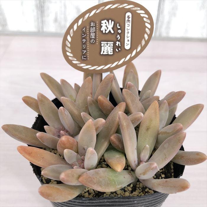 現金特価 多肉植物 おまかせポット苗 セット 10株 アソート set 観葉植物 花苗 おしゃれ インテリア 室内 こっかえん 国華園 flyingjeep.jp 現金特価 多肉植物 おまかせポット苗 セット 10株 アソート set 観葉植物 花苗 おしゃれ インテリア 室内 こっかえん 国華園 flyingjeep.jp