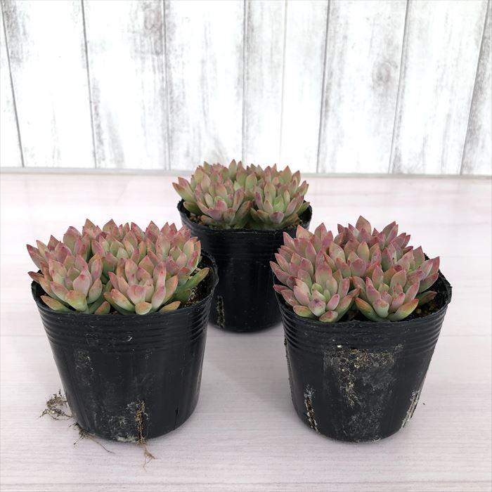 Top【選抜株】多肉植物　264174ルージュ ビューティー32個　鉢無し/脱土 選べる多肉植物とセダムのビュッフェ｜あいしゃ。