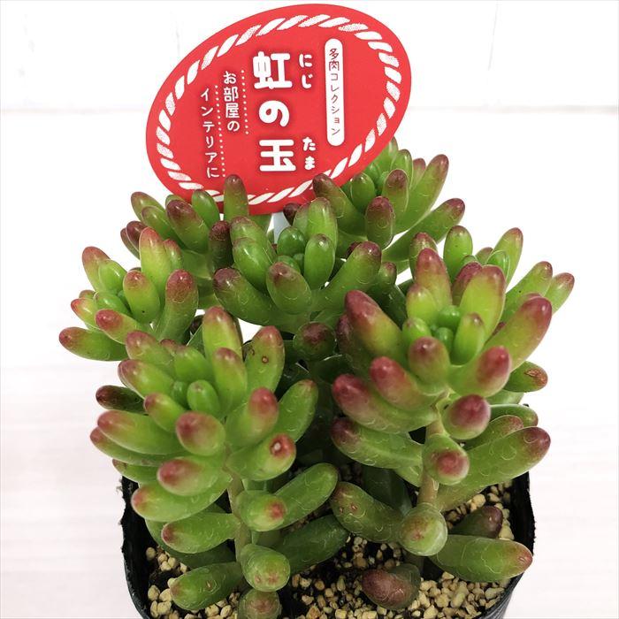 多肉植物 セダム 虹の玉 7 5cmポット 観葉植物 インテリア Tut Segurosaurora Com