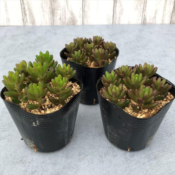 即出荷 多肉植物 セダム 虹の玉 7 5cmポット 観葉植物 インテリア Tut Wantannas Go Id