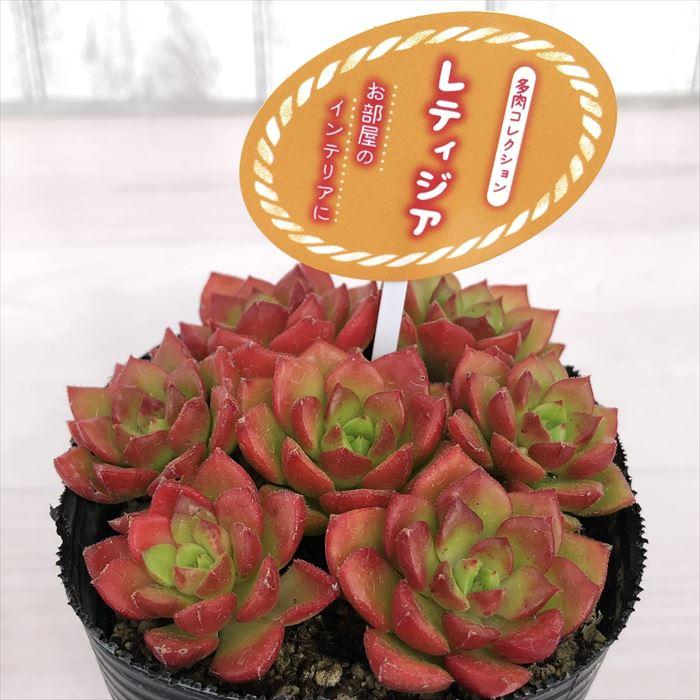 多肉植物 セデベリア レティジア 7 5cmポット 観葉植物 インテリア Tut L レイテストプランツ 通販 Yahoo ショッピング