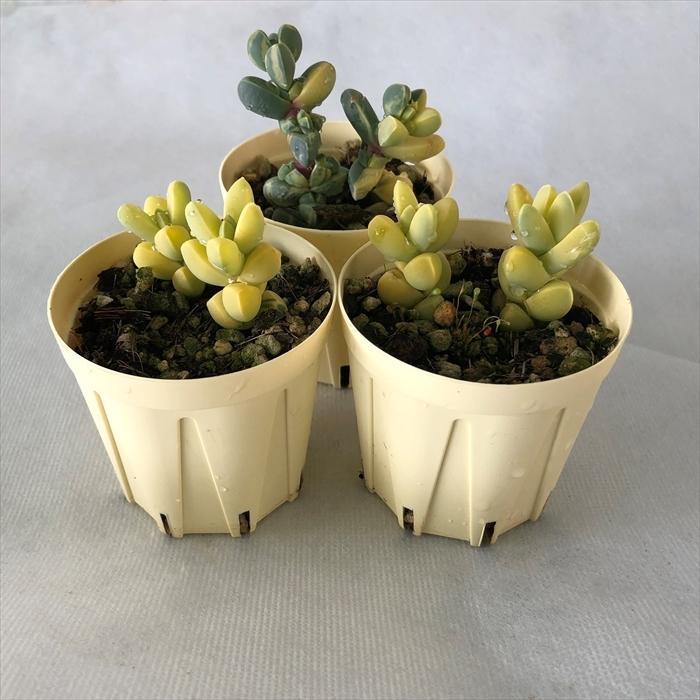 多肉植物 レーマニー錦 6cmポット 観葉植物 インテリア ejr : レイ