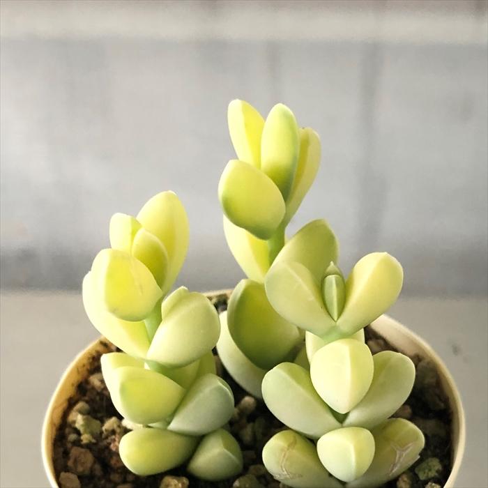 多肉植物 レーマニー錦 6cmポット 観葉植物 インテリア ejr : レイ