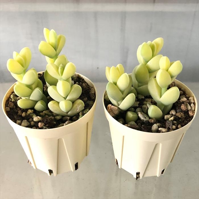 多肉植物 レーマニー錦 6cmポット 観葉植物 インテリア ejr : レイ