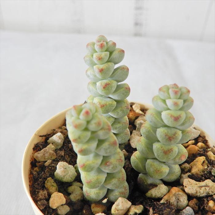 多肉植物 クラッスラ ベビーサプライズ 6cmポット 観葉植物 インテリア 