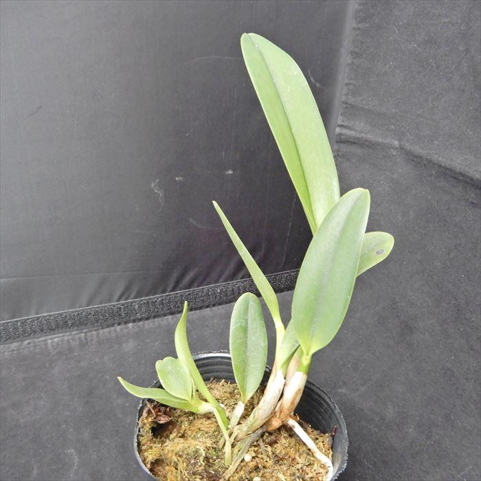 洋ラン【開花見込株】ミニカトレア サクラキャンディ Sakura Candy 9cm