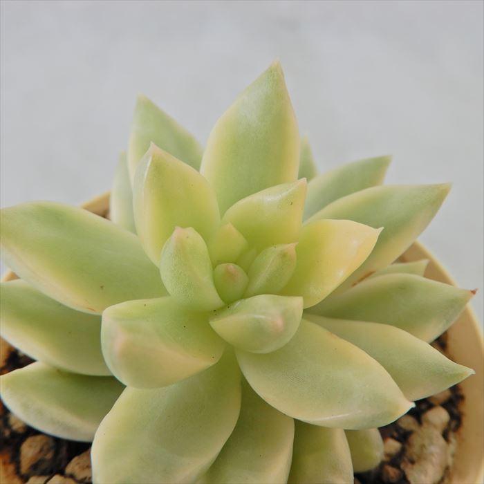 多肉植物 セダム オウレイ錦 6cmポット 観葉植物 インテリア ejr