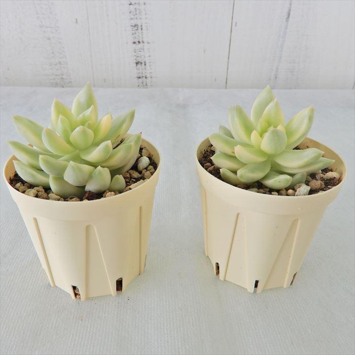 多肉植物 セダム オウレイ錦 6cmポット 観葉植物 インテリア ejr