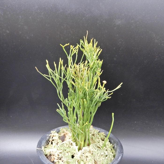 松葉蘭 楊枝文龍 3 5号鉢 マツバラン 古典植物 山野草 Kih L レイテストプランツ 通販 Yahoo ショッピング