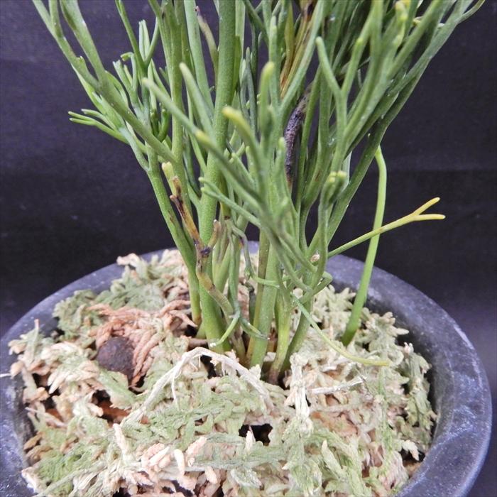 松葉蘭 楊枝文龍 3 5号鉢 マツバラン 古典植物 山野草 Kih L レイテストプランツ 通販 Yahoo ショッピング