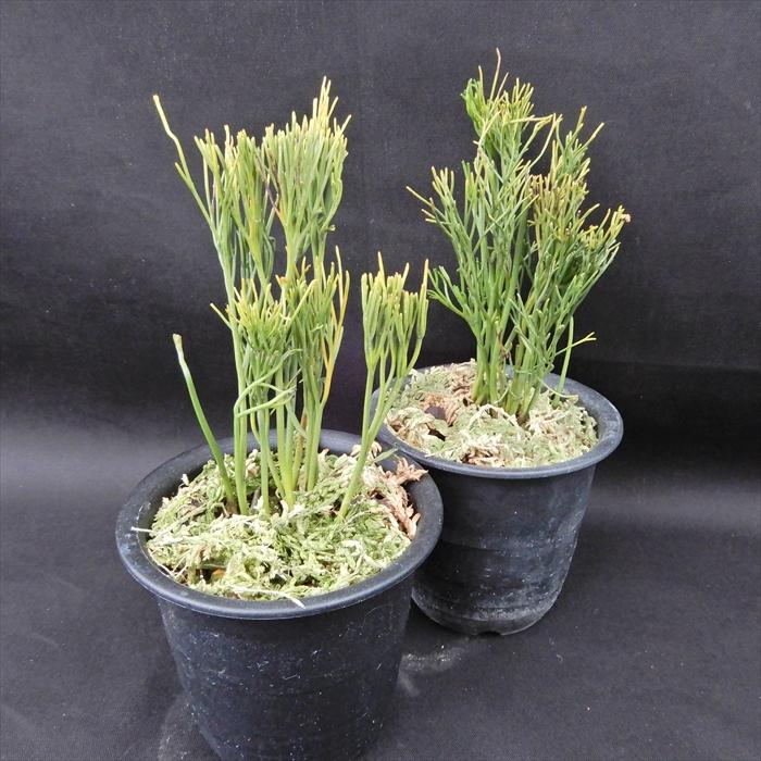 松葉蘭 楊枝文龍 3 5号鉢 マツバラン 古典植物 山野草 Kih L レイテストプランツ 通販 Yahoo ショッピング