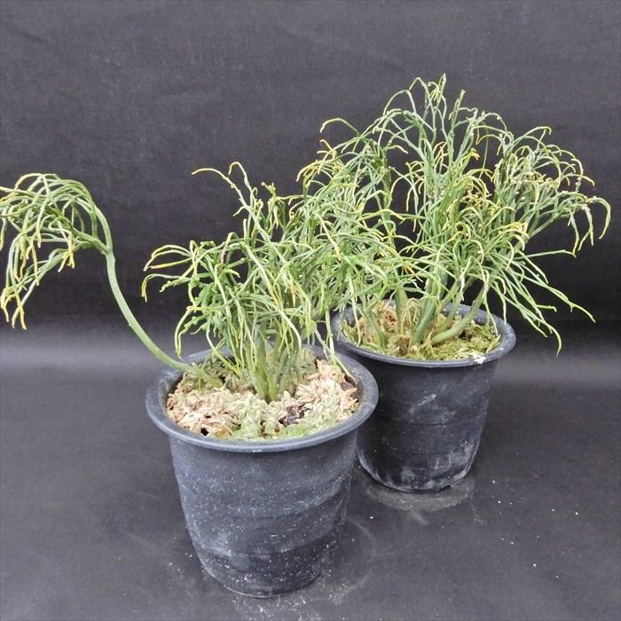 松葉蘭 鳳凰柳 3 5号鉢 マツバラン 古典植物 山野草 Kih L レイテストプランツ 通販 Yahoo ショッピング