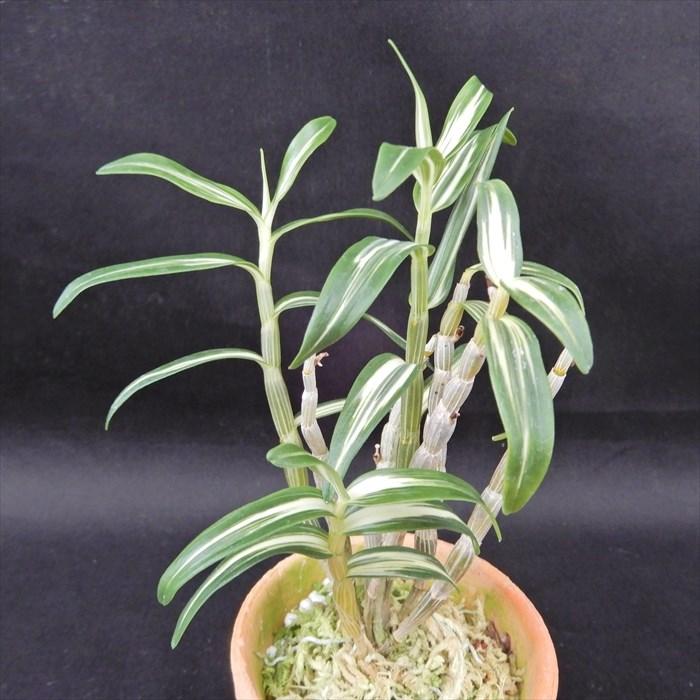 長生蘭 多摩 2.5号鉢 チョウセイラン 古典植物 敬老の日 山野草 kih