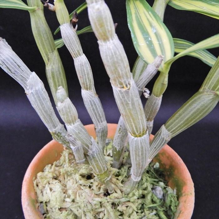 長生蘭 太閤 2.5号鉢 チョウセイラン 古典植物 敬老の日 山野草 kih