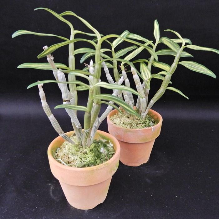 長生蘭 太閤 2.5号鉢 チョウセイラン 古典植物 敬老の日 山野草 kih