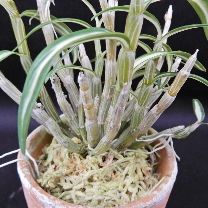 長生蘭 紅木田 2.5号鉢 チョウセイラン 古典植物 敬老の日 山野草 kih