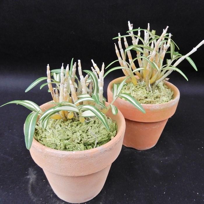 長生蘭 金鶴 2.5号鉢 チョウセイラン 古典植物 敬老の日 山野草 kih｜latestplants2019｜04