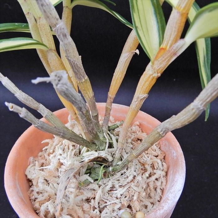中古本】植物の世界 全15巻セット Amazon.co.jp: 植物の世界 全