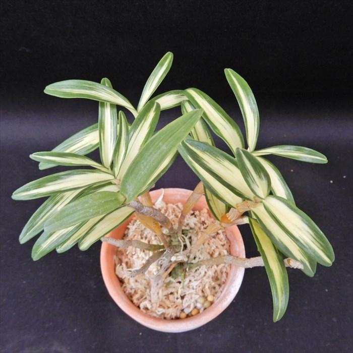 優蘭出品 ZZR1400 ZX14R – tagged 