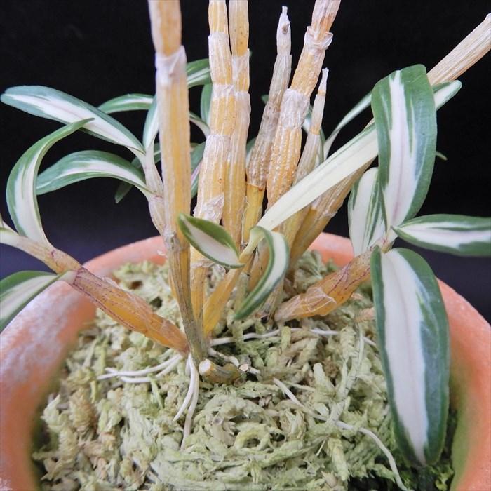 長生蘭 李姫 2.5号鉢 チョウセイラン 古典植物 敬老の日 山野草 kih｜latestplants2019｜02