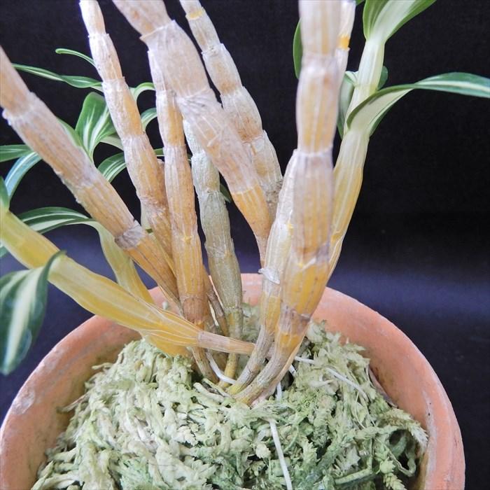 長生蘭 多摩錦 2.5号鉢 チョウセイラン 古典植物 敬老の日 山野草 kih
