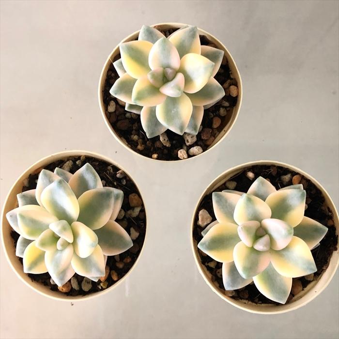 多肉植物 グラプトベリア ティテュバンス錦 6cmポット 観葉植物
