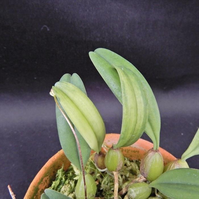 斑入り中国ムギラン 曙斑 2.5号鉢 麦蘭 古典植物 山野草 kih