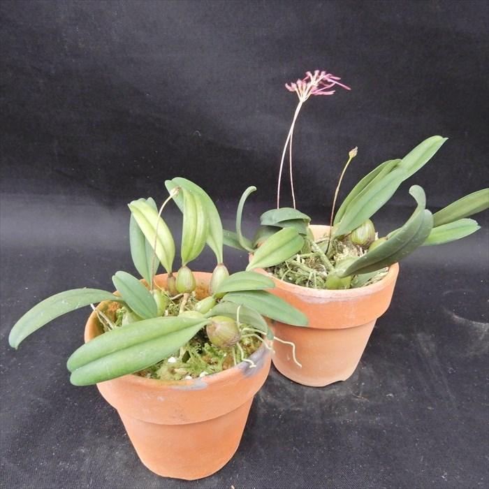 斑入り中国ムギラン 曙斑 2.5号鉢 麦蘭 古典植物 山野草 kih : レイ