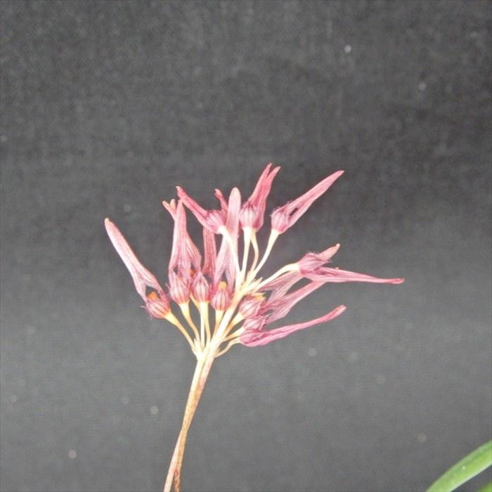 斑入り中国ムギラン 曙斑 2.5号鉢 麦蘭 古典植物 山野草 kih : レイ