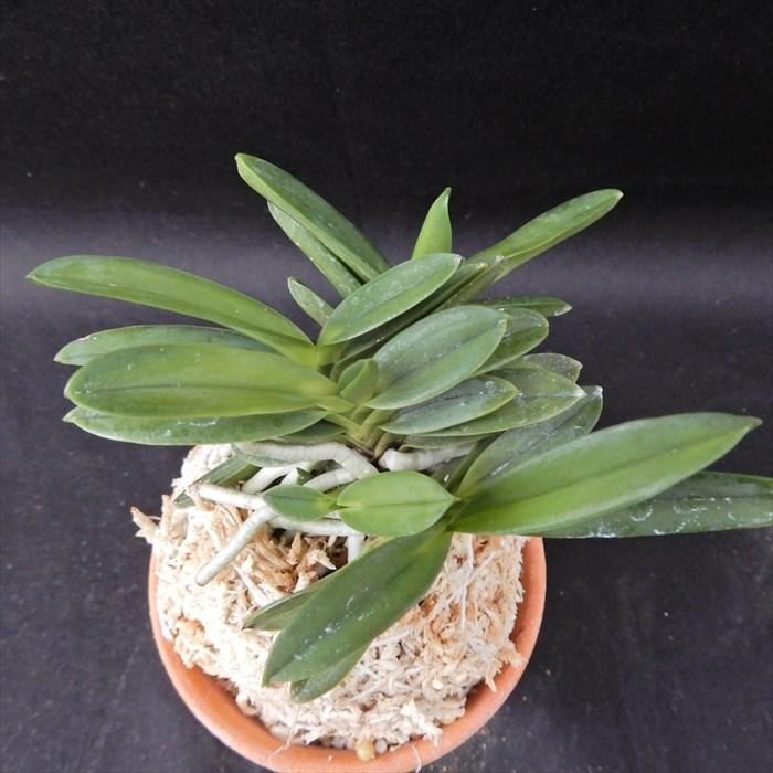 富貴蘭　風蘭　紫金剛 富貴蘭 風蘭 紫金剛 富貴蘭 異種交配種の色花「杏丸」「黄金