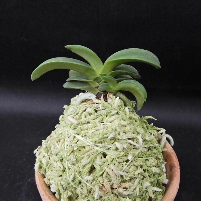 富貴蘭 青海 2.5号鉢 フウキラン 風蘭 古典植物 山野草 kih : レイ