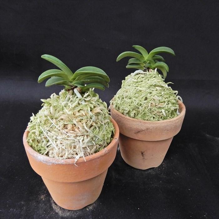 富貴蘭 青海 2.5号鉢 フウキラン 風蘭 古典植物 山野草 kih : レイ